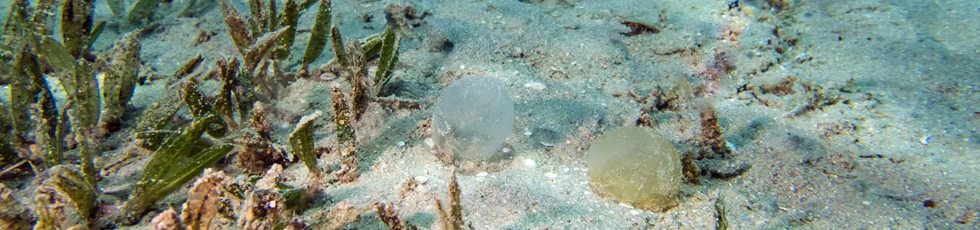 POLYCHAETEN – Wurmart und GLAUCIDAE AEOLIDINA - Nacktschnecke