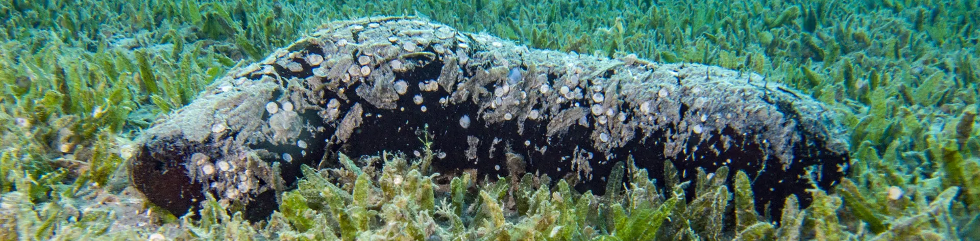 SEA CUCUMBERS